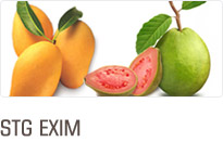 STG EXIM STG EXIM